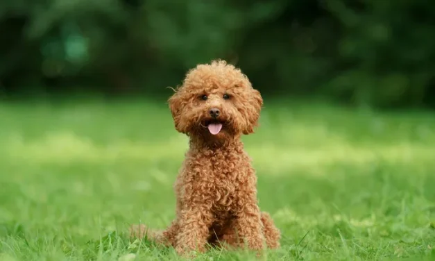 Anjing Poodle: Karakteristik, Jenis, Dan Panduan Perawatan
