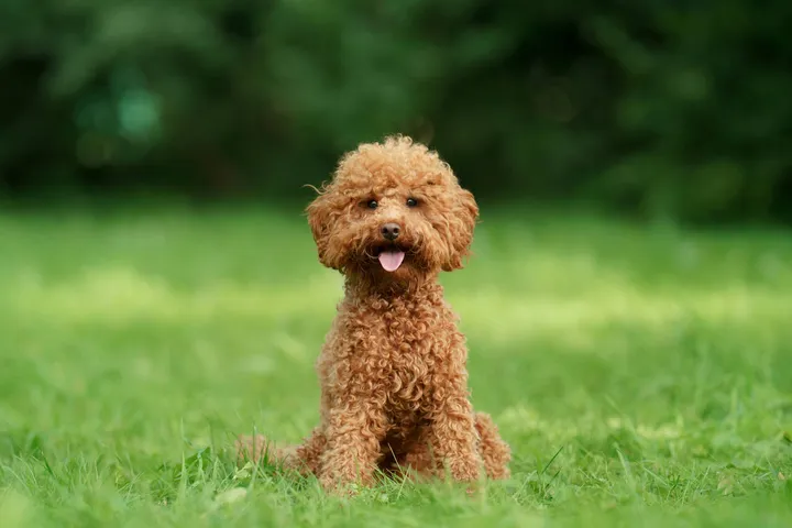 Anjing Poodle: Karakteristik, Jenis, Dan Panduan Perawatan