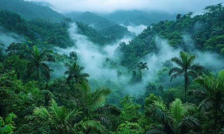 Hutan Tropis: Peran Penting Dalam Menjaga Keseimbangan Iklim