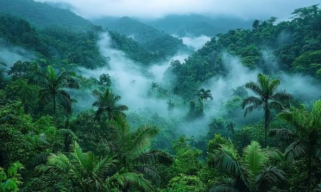 Hutan Tropis: Peran Penting Dalam Menjaga Keseimbangan Iklim
