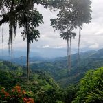 Hutan Tropis: Peran Penting Menjaga Keseimbangan Lingkungan