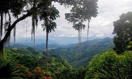 Hutan Tropis: Peran Penting Menjaga Keseimbangan Lingkungan