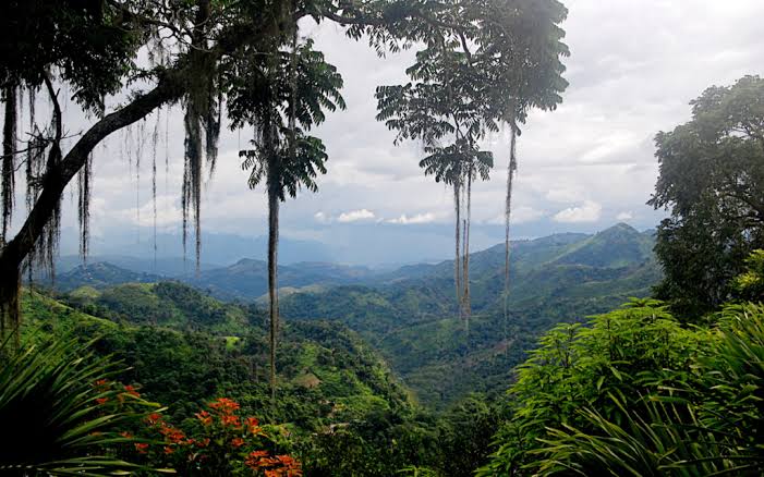 Hutan Tropis: Peran Penting Menjaga Keseimbangan Lingkungan