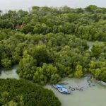 Konservasi Hutan Mangrove: Manfaat Pesisir Dan Kehidupan Laut