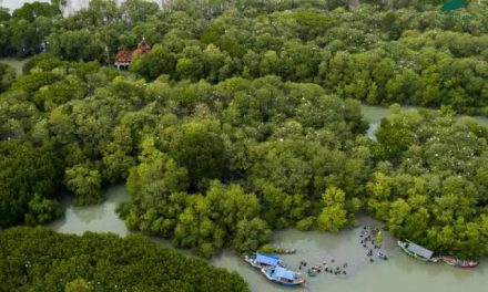 Konservasi Hutan Mangrove: Manfaat Pesisir Dan Kehidupan Laut