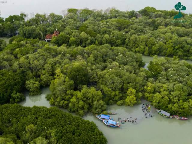 Konservasi Hutan Mangrove: Manfaat Pesisir Dan Kehidupan Laut