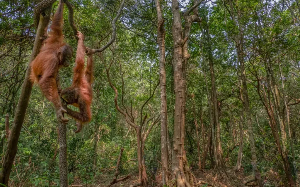 Perlindungan Satwa Endemik: Menjaga Habitat Lingkungan