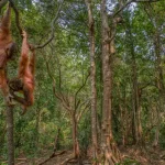 Perlindungan Satwa Endemik: Menjaga Habitat Lingkungan