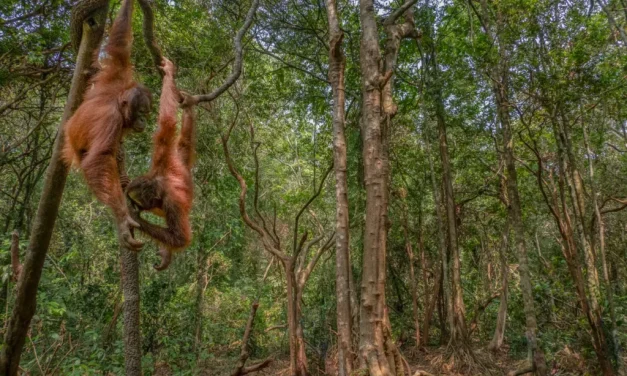 Perlindungan Satwa Endemik: Menjaga Habitat Lingkungan