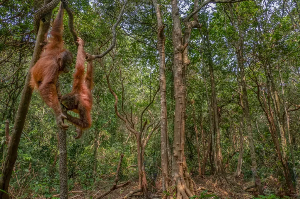 Perlindungan Satwa Endemik: Menjaga Habitat Lingkungan